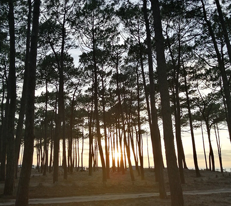 Séjour de reconnexion sur le Bassin d’Arcachon avec Respire Coaching pour éveiller l'odorat